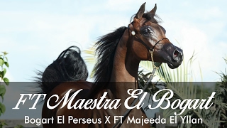 FT Maestra El Bogart - Bogart El Perseus X FT Majeeda El Yllan