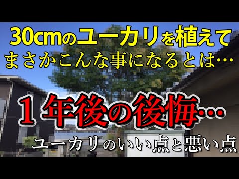 ユーカリの縁端について詳しく解説