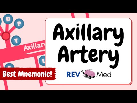 Axillary Artery: Anatomy & Branches (EASY MNEMONIC)