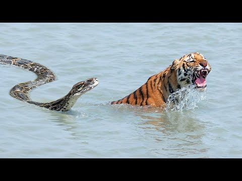 Anaconda VS Tiger Meet in The Water! - Blondi Foks
