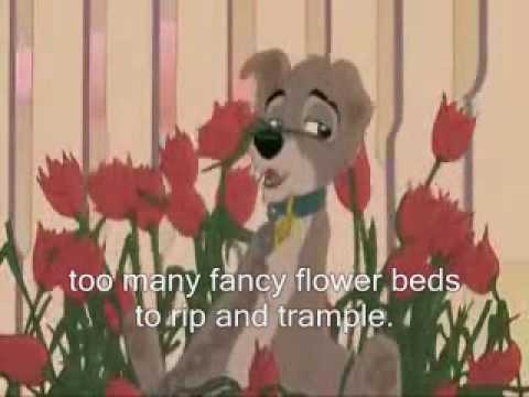 A world without Fences with english lyrics