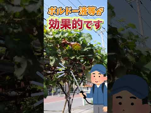 ブドウの病気の特定 葉 べと病 plasmopara viticola