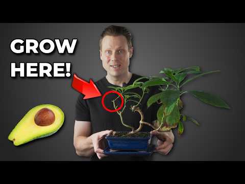 Avocado Bonsai Training - 6 Years Old