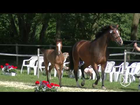 SE048CH Stutfohlen von Lordanos - Castellan II - Aljano