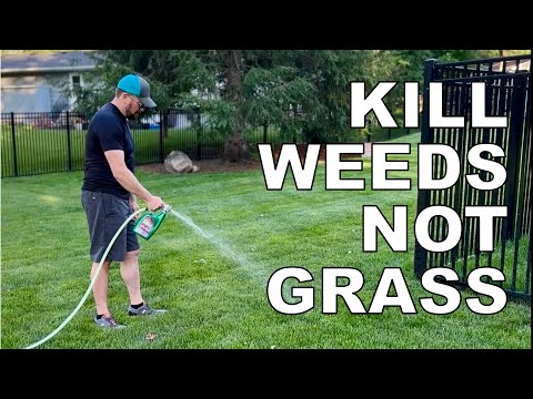 Kill weeds not grass. Creeping Charlie, crabgrass and clover. Summer weed control made easy.