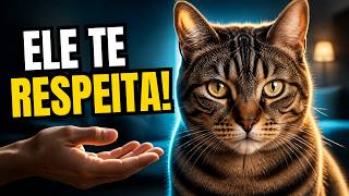 Gatos Respeitam Tutores Que Fazem ISSO Todos os Dias! 8 Atitudes Que FAZEM a DIFERENÇA