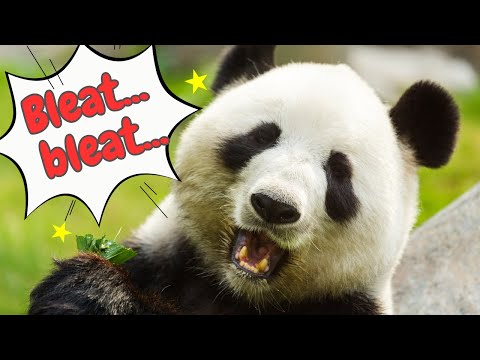 Panda Sounds & Facts for Kids
