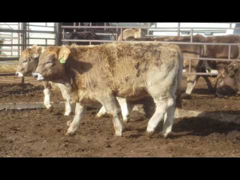 Purebred Open Heifers
