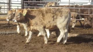 Purebred Open Heifers