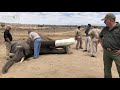 Elephant Bull Fishan - A Brave Elephant who Survived a Fractured Leg