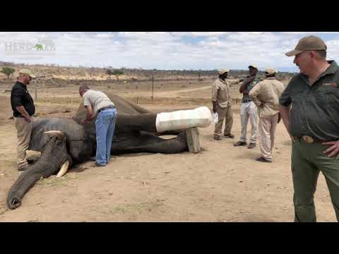 Fishan Brave Elephant who Survived a Fractured leg