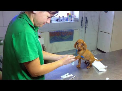Même le plus petit des chiens peut affronter le vétérinaire avec bravoure 🤣 drôle de réaction du chien.