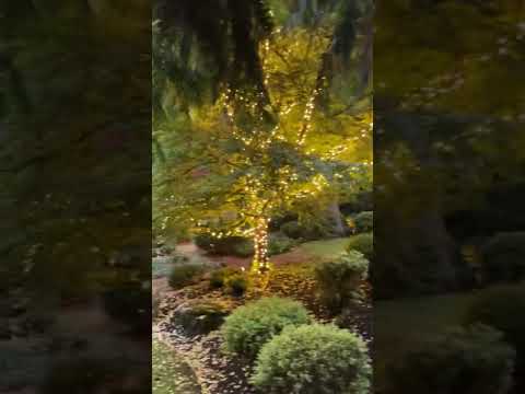 Big Tree Installation video thumbnail