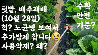 헉? 배추 노균병 보여서 추가방제 합니다 