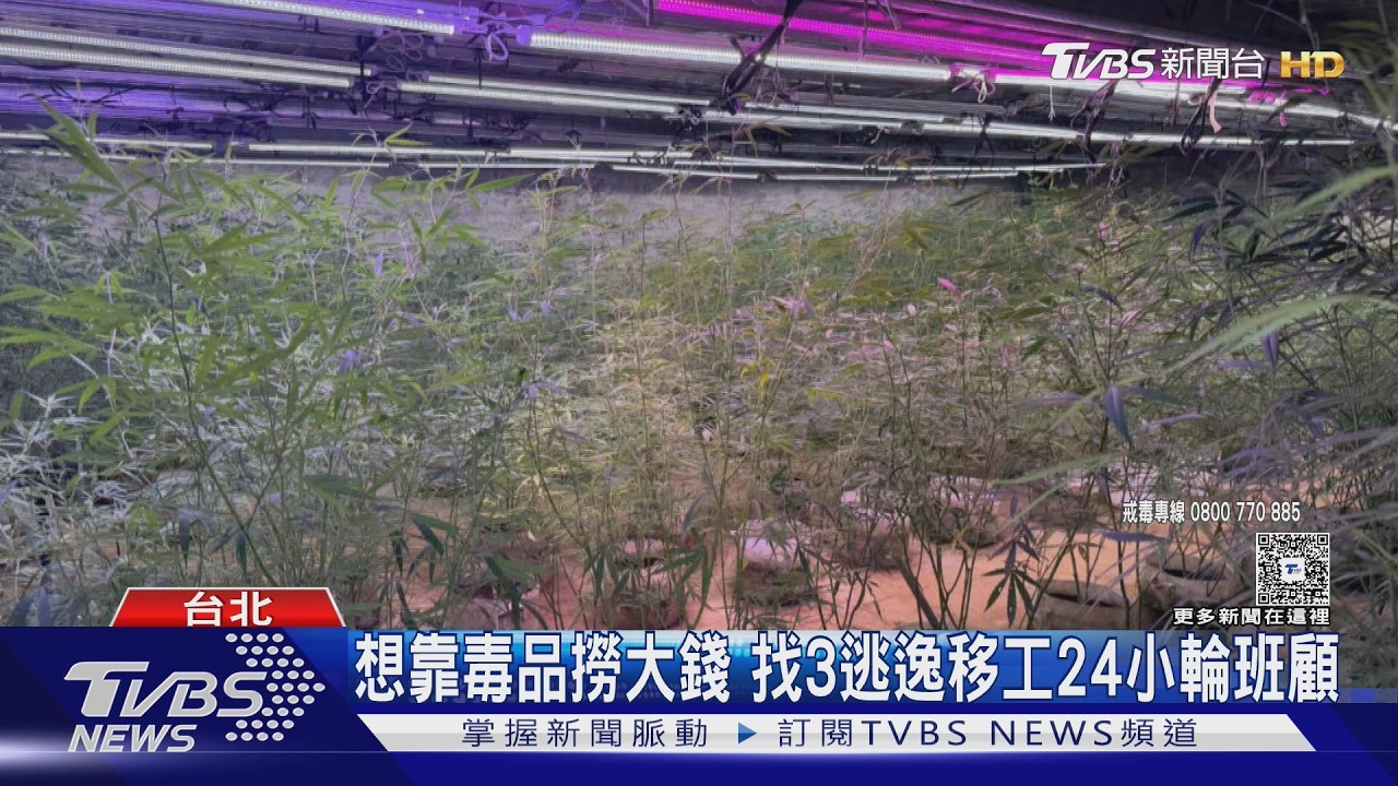 父子白沙灣種大麻2年！僱3逃逸移工輪班　落網竟喊：生意不好