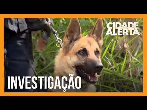 Polícia faz buscas por cemitério clandestino onde Allan pode ter sido enterrado
