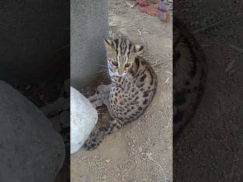 wild cat in Arunachal Pradesh lohit kathan
