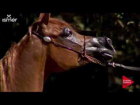 N.102 JAWAHER LEMAR - Strohen 2018 B Int