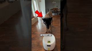 O CACHORRO MAIS PERIGOSO DO MUNDO !