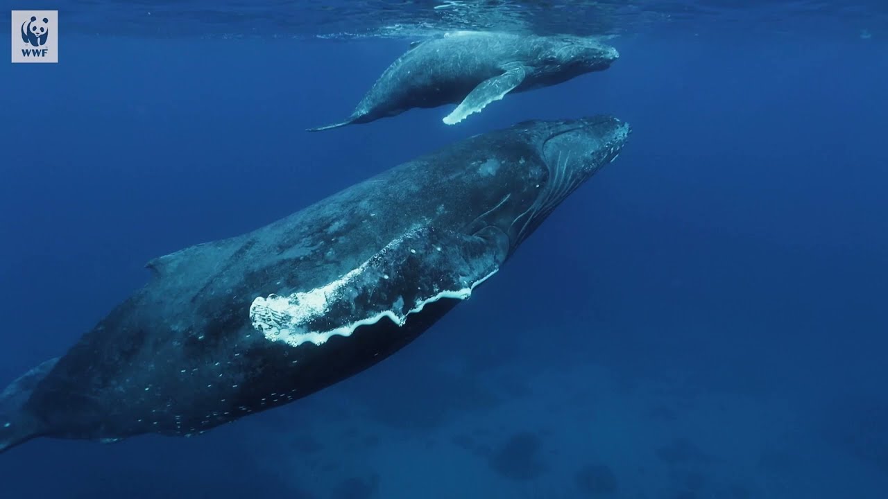 Blue Corridor - Le danger augmente pour les baleines