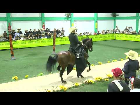 REY GALAN DE SAN JUAN, PRIMER PUESTO CAMPEONATO JOVEN TROCHA COLOMBIANA ARANZAZU CALDAS GRADO B 2026