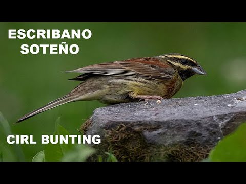 ESCRIBANO SOTEÑO | CIRL BUNTING | Emberiza cirlu