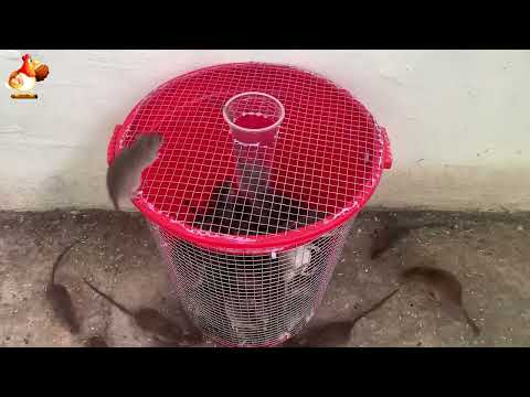 How to make a rat trap and collect a bucket of rats 🐀🐀