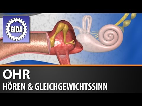 Trailer - Ohr - Hören & Gleichgewichtssinn - Biologie - Schulfilm