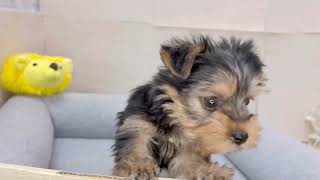 ヨークシャーテリアの動画01