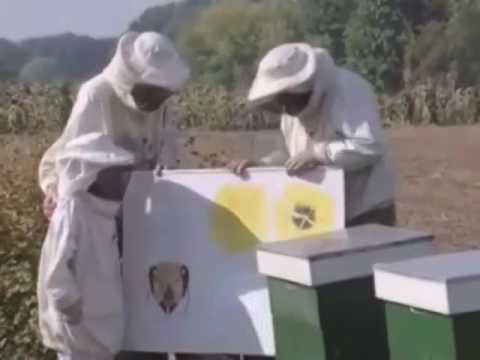 , title : 'Hoe weten bijen in welke bloemen honing zit   WillemWever 20120731 mp4'