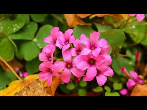 Opwekking 505 Vader van de schepping