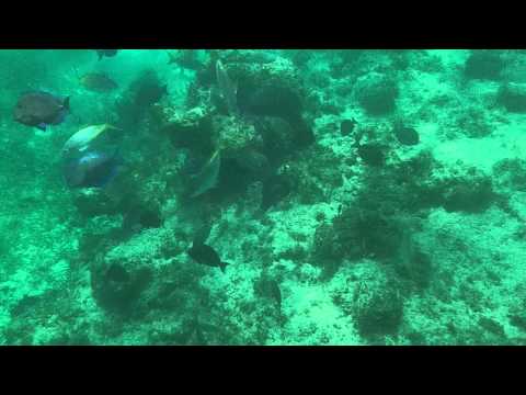 Tropical Fish at Coral Reef in Atlantic Ocean - Punta Cana, Dominican Republic