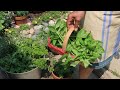 Quick And Easy Way To Dry Herbs Your Questions Answered