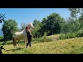 Mare Akhal Teke For sale 2021 Cremello