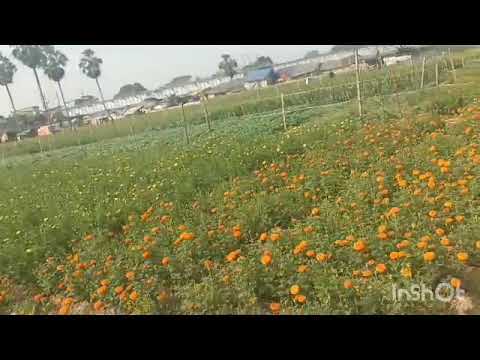 beautiful flowers video 😍😍 status video 🙏🥰 video status 🙂🙂