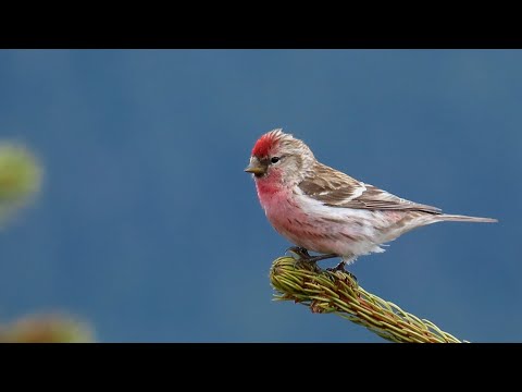 Čečetka tmavá — hlas a záznamy