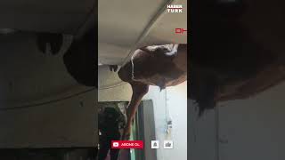İtfaiyeden Nefes Kesen Operasyon: Çatıdan Düşen Dana Böyle Kurtarıldı!