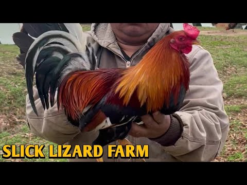 Yellow leg hatch Sweater Grey - SLICK LIZARD FARM