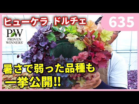 ヒューケラ、ティアレラ、ヒューケラは、葉がセンセーションをもたらすロックガーデンに最適です。