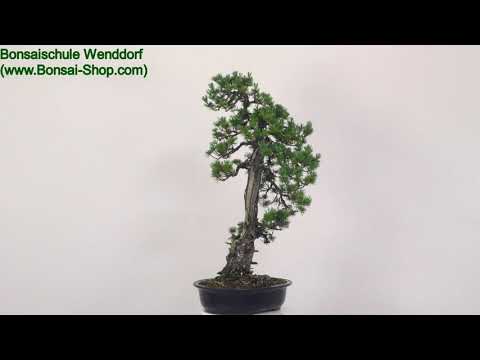 Japanische Mädchenkiefer, Bonsai, 40 Jahre, 97cm, OPINPAR401-18