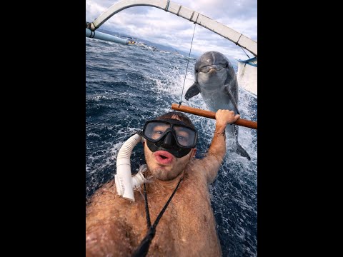 Swimming With Dolphins in Bali: The Shocking Reality