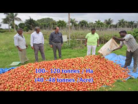 ARKA RAKSHAK F - 1 Hybrid of ICAR - IIHR