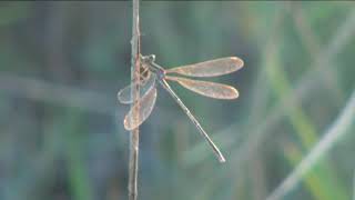 HÍREK A TERMÉSZETBŐL