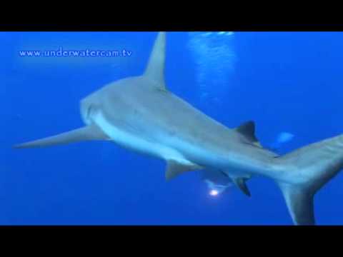 Ai Futaki, Freediving with Sharks, Yap allgemein,Yap,Mikronesien