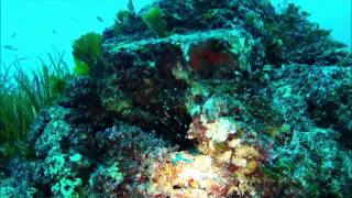 preview picture of video 'Sealife on the reefs , wrecks & caves of Cirkewwa & Zurrieq'