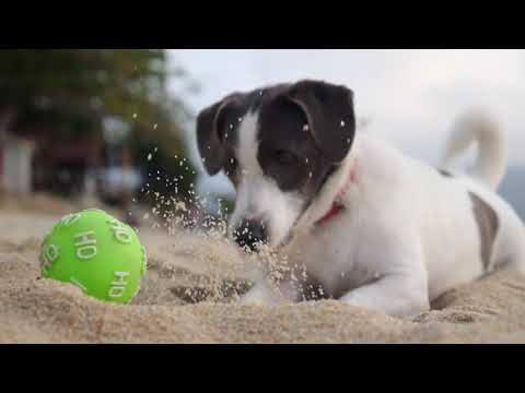 CBD for Cats Video Preview