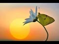A-ha - Butterfly, butterfly 
