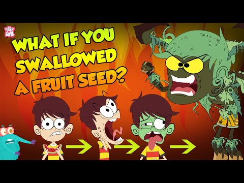 Et si vous avalez une graine de fruit ? | Plante poussant dans l'estomac | Le spectacle du Dr Binocs | Coucou Kidz