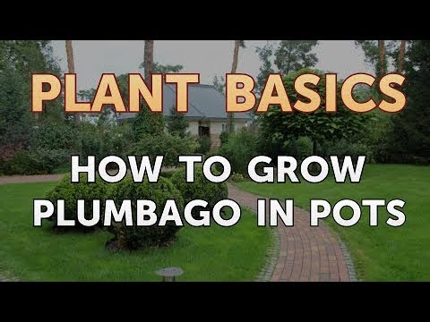 How to Dry an Overwatered Plant