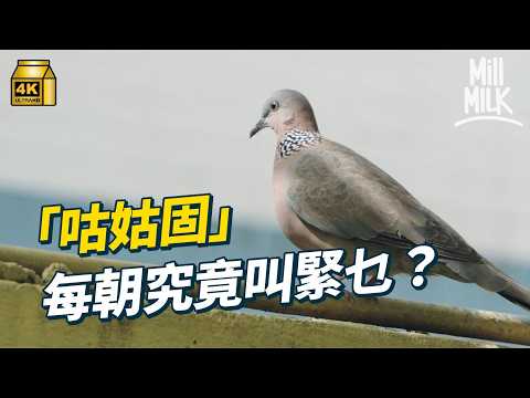 #MM｜每朝「咕姑固」究竟為咩叫？幾條樹枝當雀巢被封「隨便鳩」！點解白鴿專霸冷氣機頂？歐洲海鷗 日本烏鴉 世界各地都有「街霸」！拆解城市雀鳥唔怕人原因｜#動物深究會 #4K